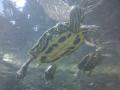 gal/Ile Maurice/_thb_SP_A0229_Reserve_des_Mascareignes.jpg